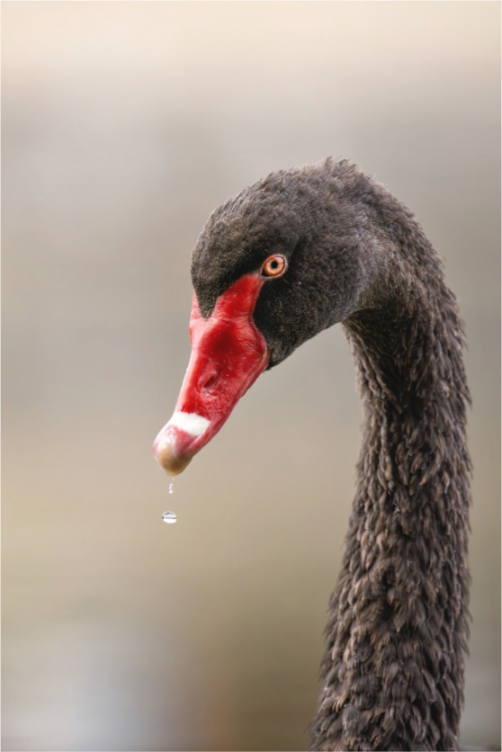 Main image Goutte de vie