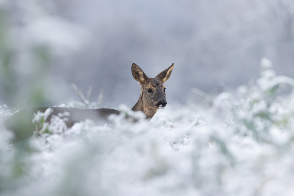 Main image Premier jour de neige