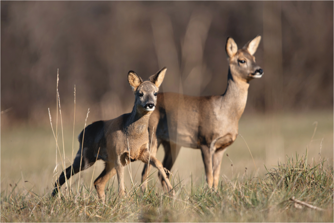 Main image Bébé curieux
