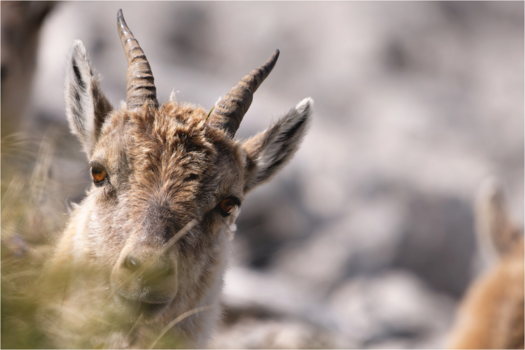 Main image À travers l’herbe