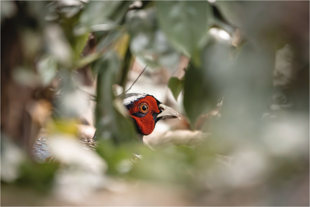 Main image Entre les feuilles