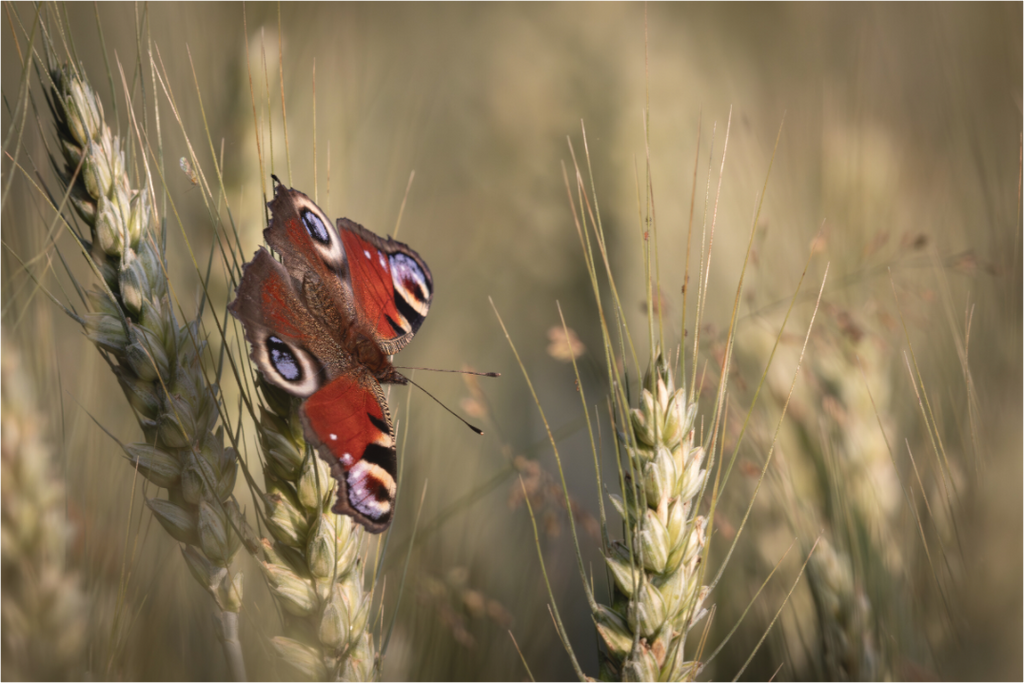 Main image Rêve d’été