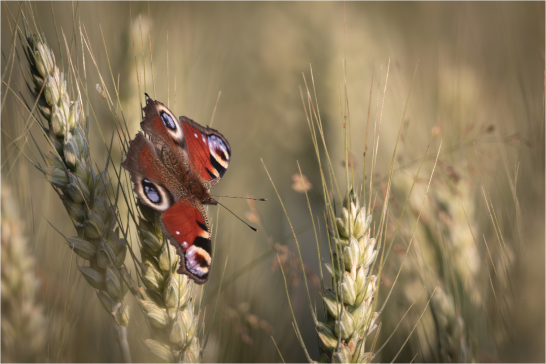 Main image Rêve d’été