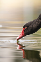 Main image La courbe de l’eau