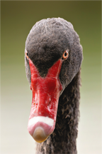 Main image Tête à tête