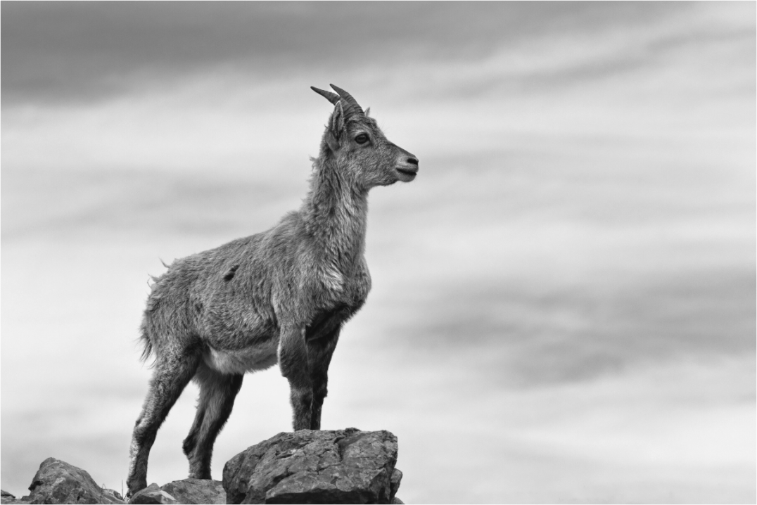 Main image Fierté des sommets