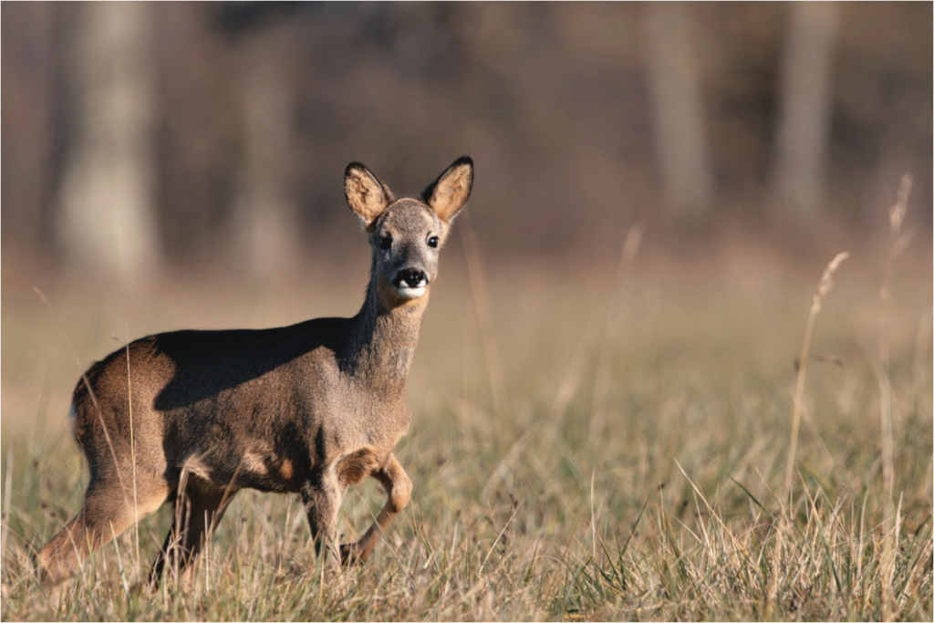 Main image Explorateur en herbe