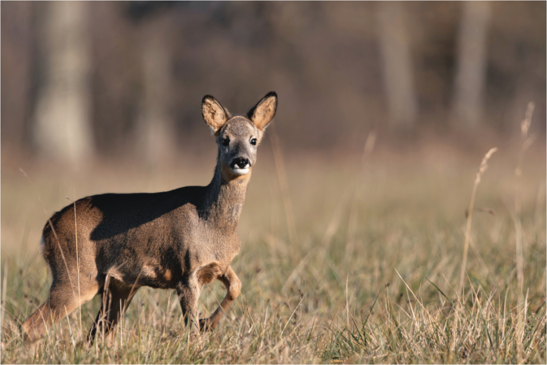 Main image Explorateur en herbe