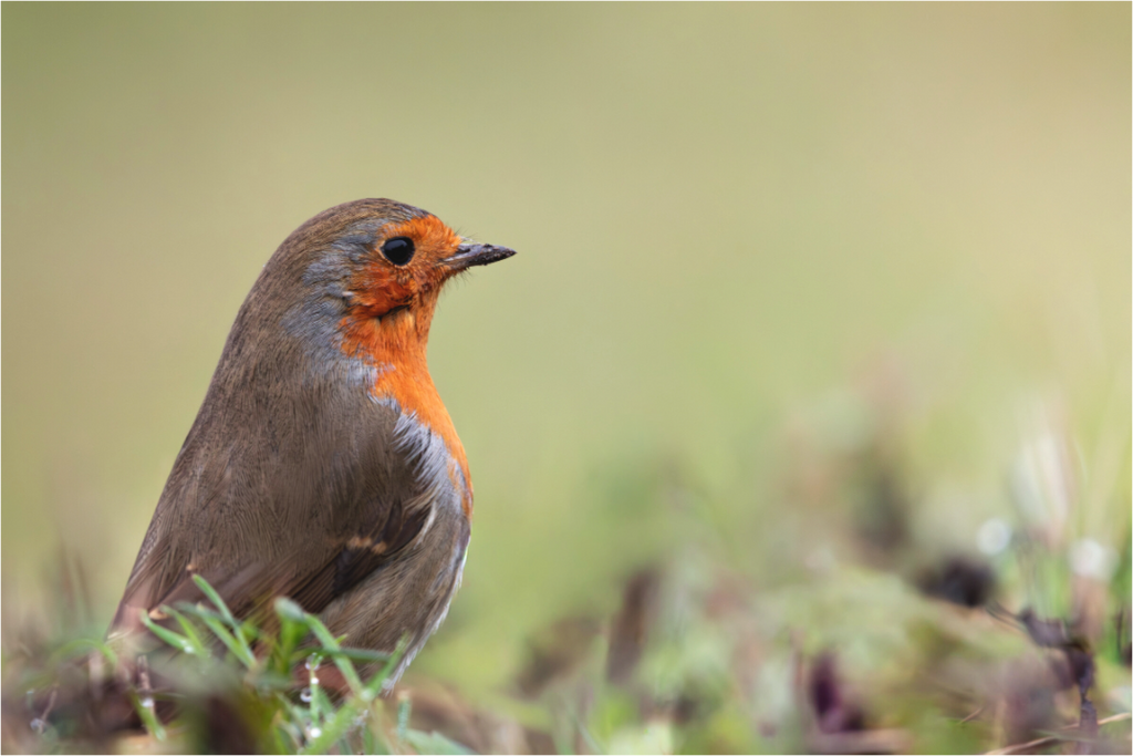 Main image Le vigilant