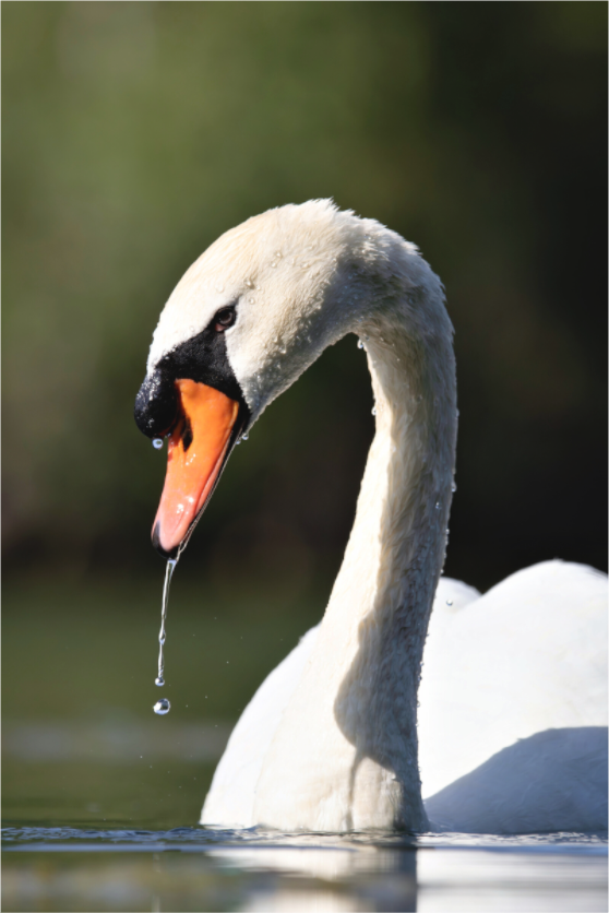 Main image Élan de grâce