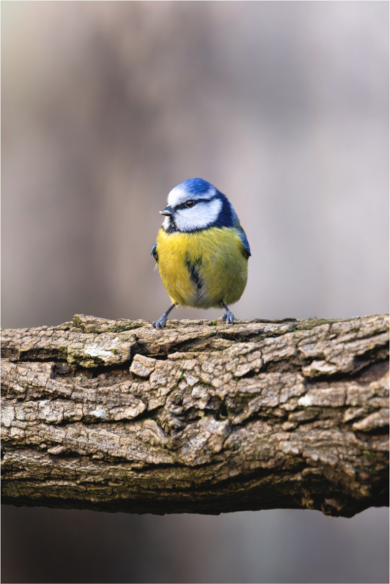 Main image Pause gourmande