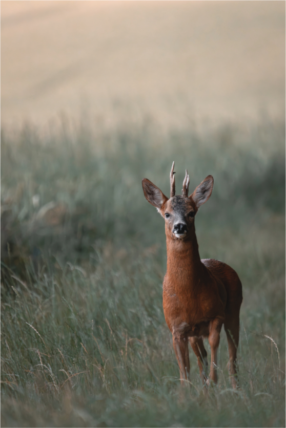 Main image Rencontre au crépuscule