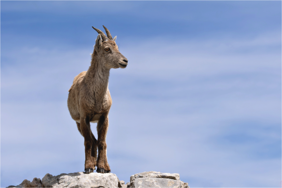 Main image Petit explorateur