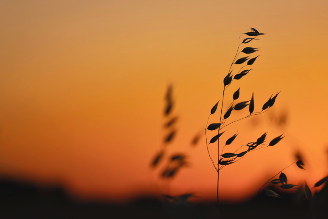 Main image Au sommet de l’avoine