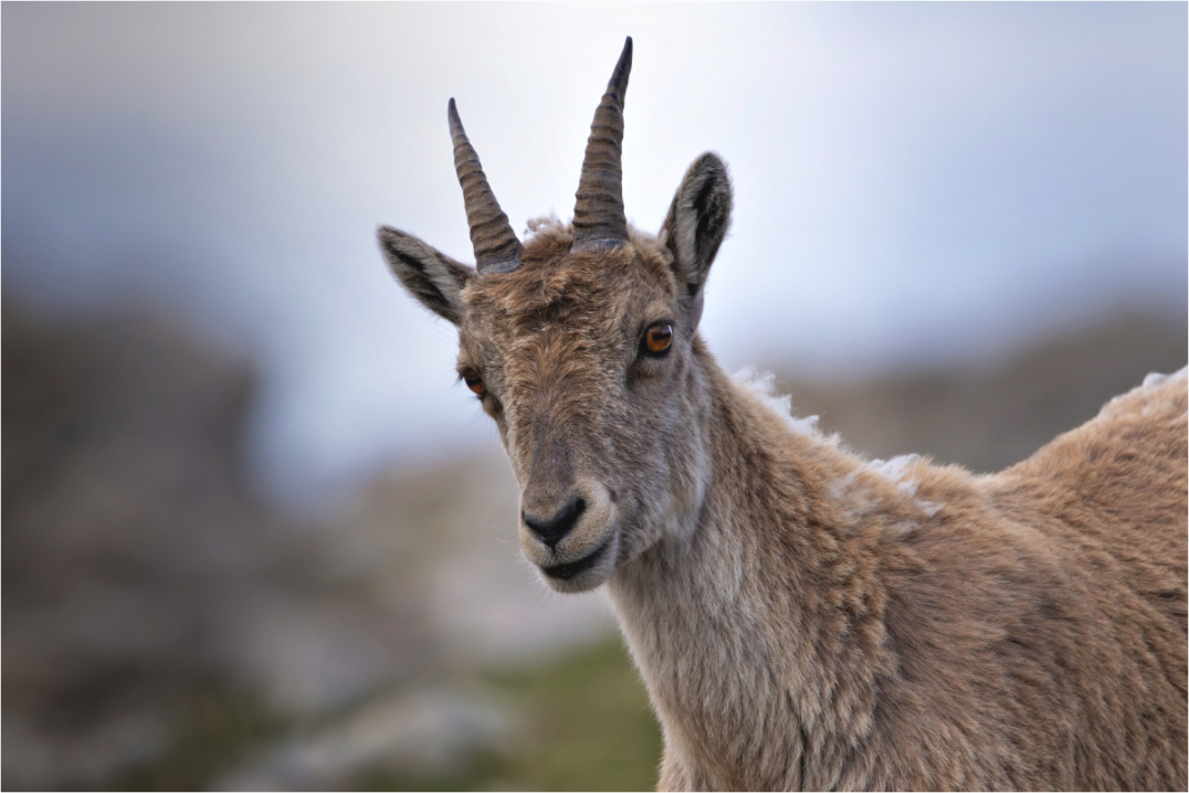 Main image Regard des cimes